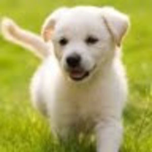 Meet your Posher, Lucy